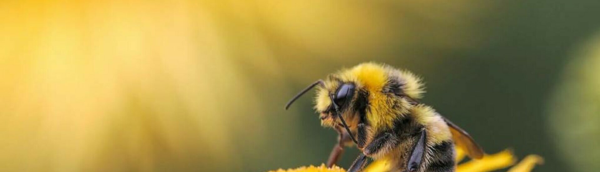 Bzz bzz